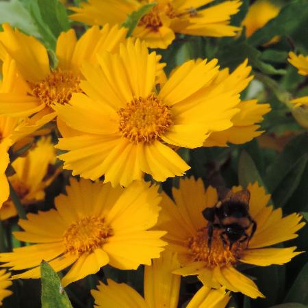 COREOPSIS lanceolata 'Goldfink'