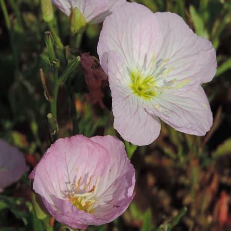 OENOTHERA speciosa 'Rosea' (berlandieri)