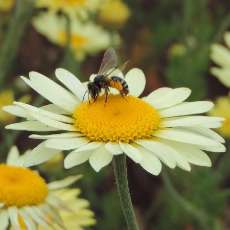 ANTHEMIS tinctoria 'E.C. Buxton'