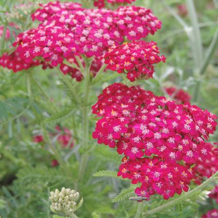 ACHILLEA millefolium 'Sammetriese'