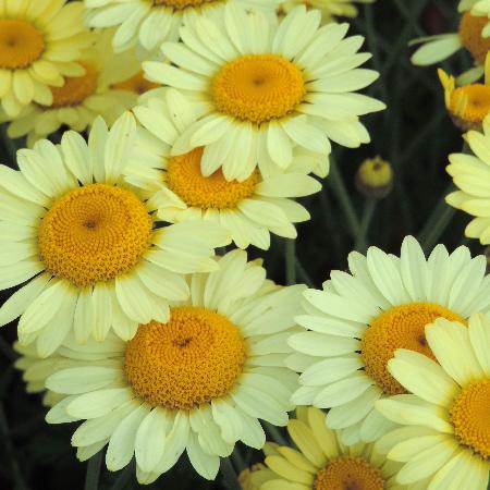 ANTHEMIS tinctoria 'Wargrave'