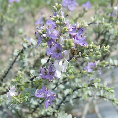 HEBE pimeleoides 'Quicksilver'