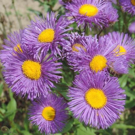 ERIGERON 'Nachthimmel'