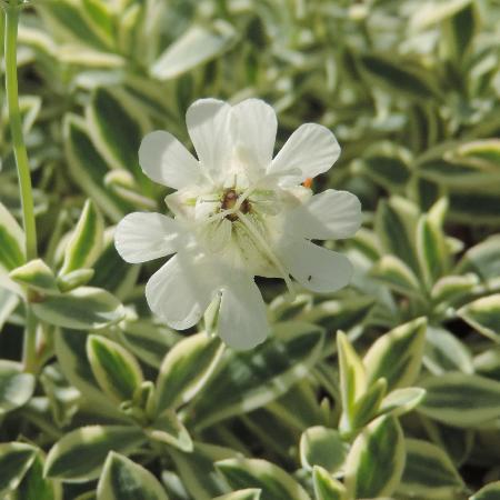 SILENE maritima 'Druett's Variegated'