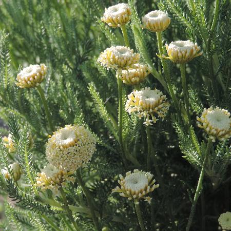 SANTOLINA pinnata subsp. neapolitana 'Edward Bowles'