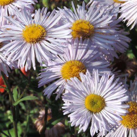 ERIGERON 'Quakeress'