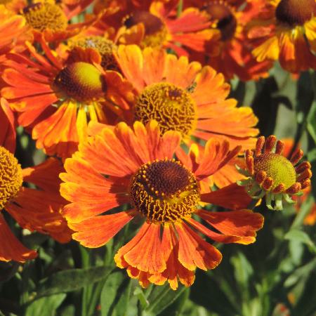HELENIUM 'Waltraut'