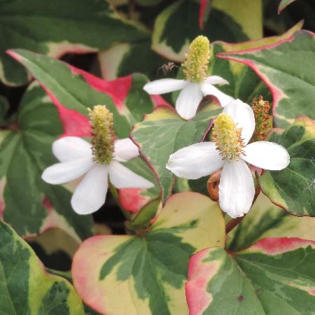 HOUTTUYNIA cordata 'Chameleon'