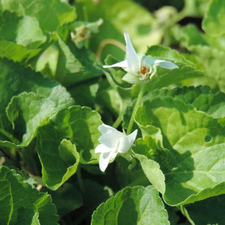 VIOLA odorata 'Alba'