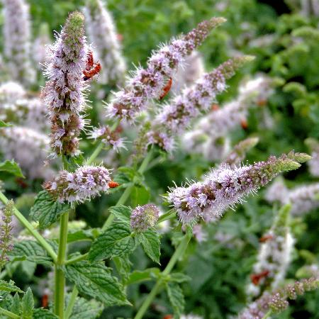 MENTHA piperita