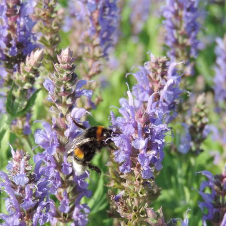 SALVIA nemorosa 'Blauhügel'