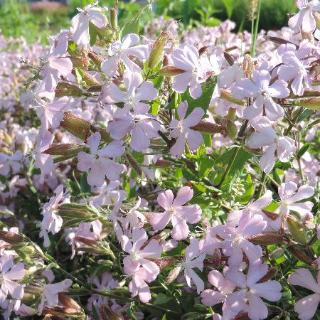 SAPONARIA