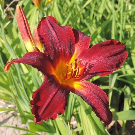 HEMEROCALLIS 'Carey Quinn'