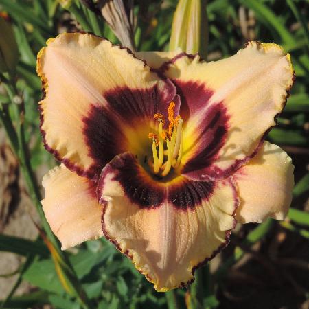 HEMEROCALLIS 'Canadian Border Patrol'