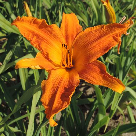HEMEROCALLIS 'Burning Daylight'