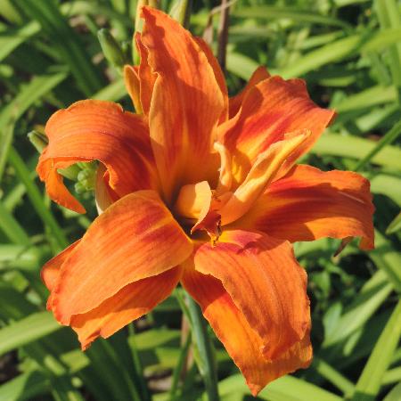 HEMEROCALLIS 'Apricot Beauty'