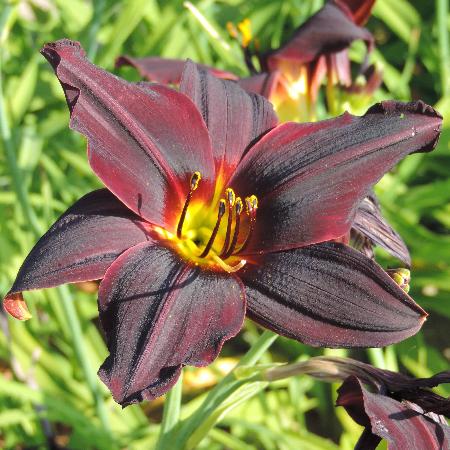 HEMEROCALLIS 'American Revolution'