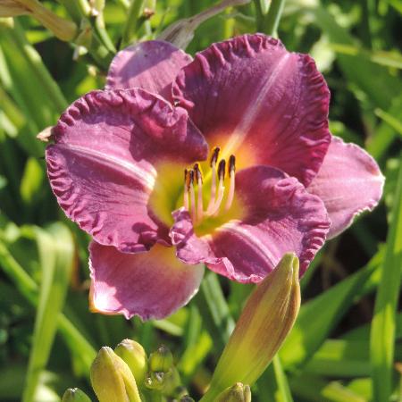 HEMEROCALLIS 'Entrapment'