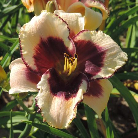 HEMEROCALLIS 'Dream Legacy'