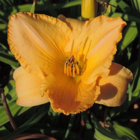 HEMEROCALLIS 'Dancing Moonbeams'