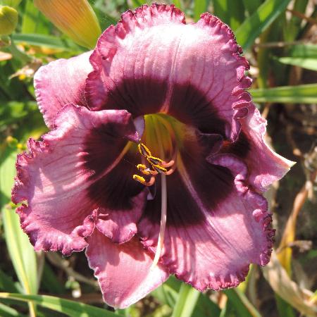 HEMEROCALLIS 'Macbeth'