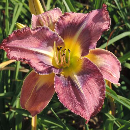 HEMEROCALLIS 'Mildred Mitchell'