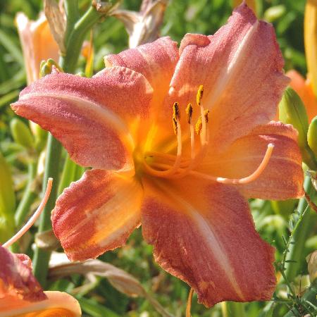 HEMEROCALLIS 'Childrens Festival'