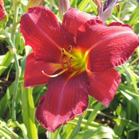 HEMEROCALLIS 'Chicago Rosy'