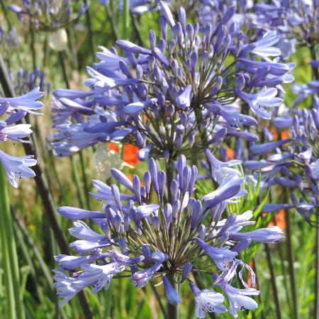 AGAPANTHUS 'Dr Brouwer'