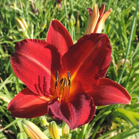 HEMEROCALLIS 'Chicago Fire'