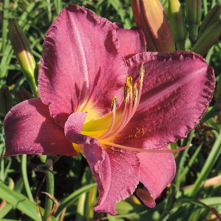 HEMEROCALLIS 'Chicago Queen'