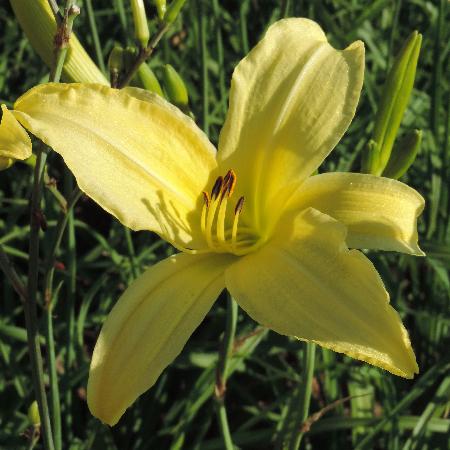 HEMEROCALLIS citrina