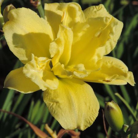 HEMEROCALLIS 'Double River Wye'
