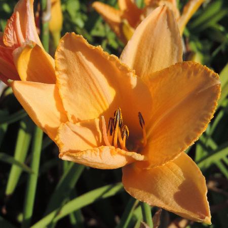 HEMEROCALLIS 'Etched in Gold'