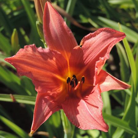 HEMEROCALLIS