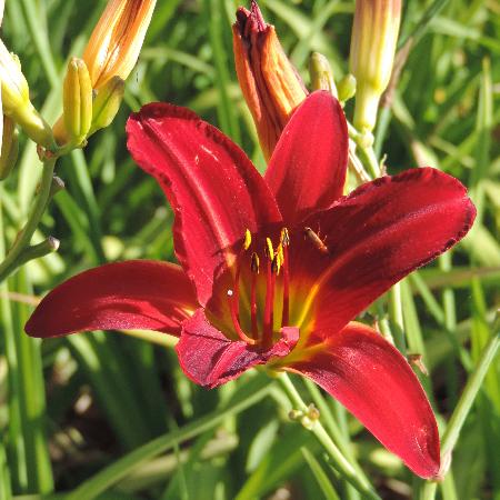 HEMEROCALLIS 'Alan'