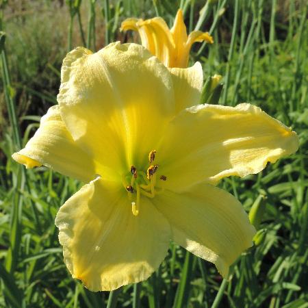 HEMEROCALLIS 'Alice in Wonderland'