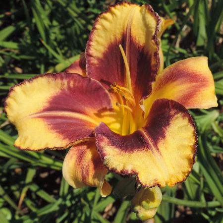 HEMEROCALLIS 'Blueberry Cream'