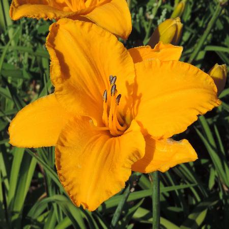 HEMEROCALLIS 'By Myself'