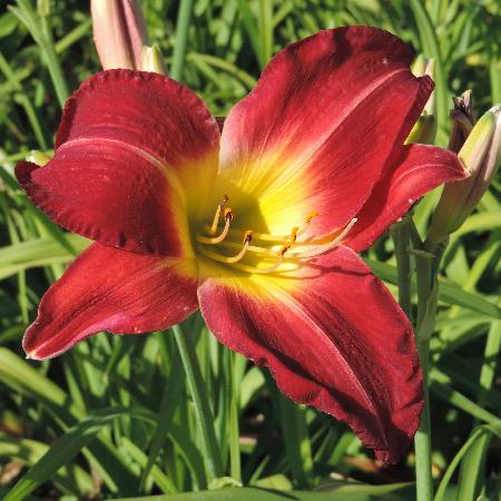 HEMEROCALLIS 'Cherry Festival'