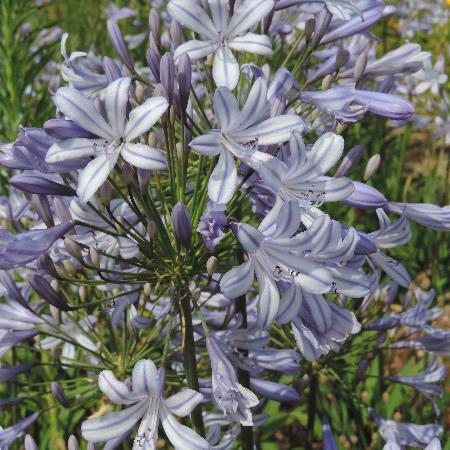 AGAPANTHUS campanulatus