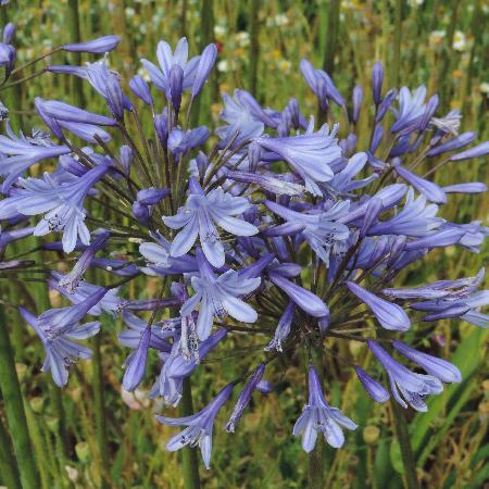 AGAPANTHUS 'Columba'