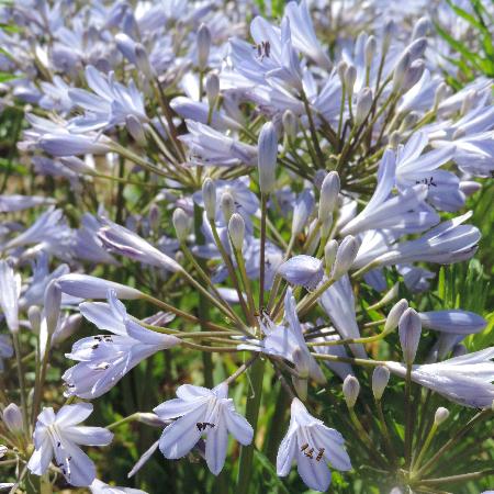 AGAPANTHUS 'Rosewarne'