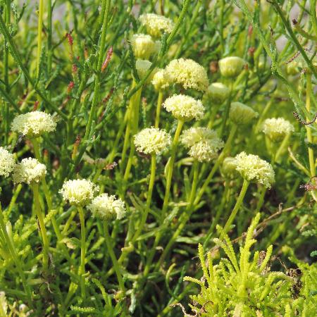 SANTOLINA rosmarinifolia 'Lemon Fizz'