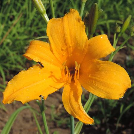 HEMEROCALLIS 'August Orange'