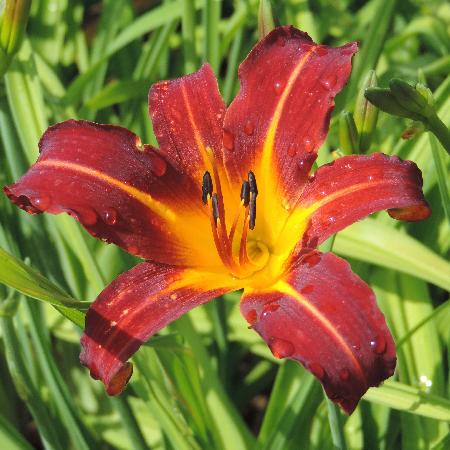 HEMEROCALLIS 'Autumn Red'