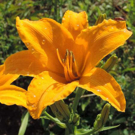 HEMEROCALLIS 'Aten'