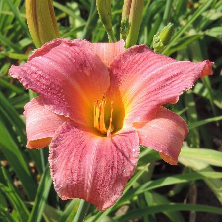 HEMEROCALLIS 'Amazon Amethyst'