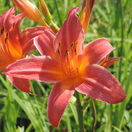 HEMEROCALLIS 'Evelyn Claar'