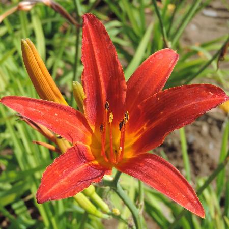 HEMEROCALLIS 'Flambeau'